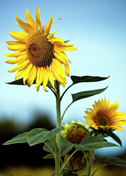 Petal Greeting Card featuring the photograph Close Up Of Sunflowers by Philippe Doucet
