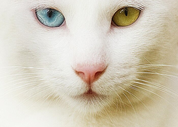 Pets Greeting Card featuring the photograph Close Up Of White Cat by Blink