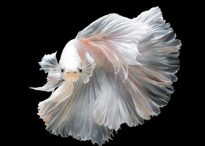 Fancy Greeting Card featuring the photograph Close Up Of White Platinum Betta Fish by Nuamfolio