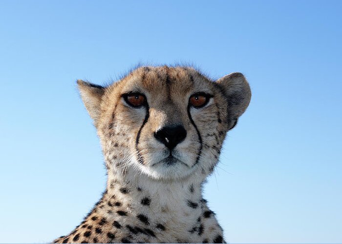 Kenya Greeting Card featuring the photograph Close-up Of Wild Cheetah Sitting On by Gomezdavid