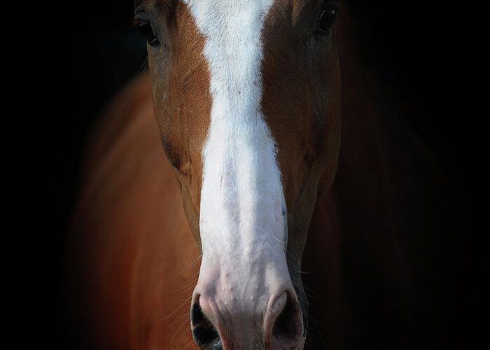 Horse Greeting Card featuring the photograph Close Up by Photographs By Maria Itina