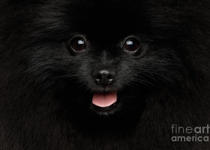 Dog Greeting Card featuring the photograph Portrait of Happy Pomeranian Spitz by Sergey Taran