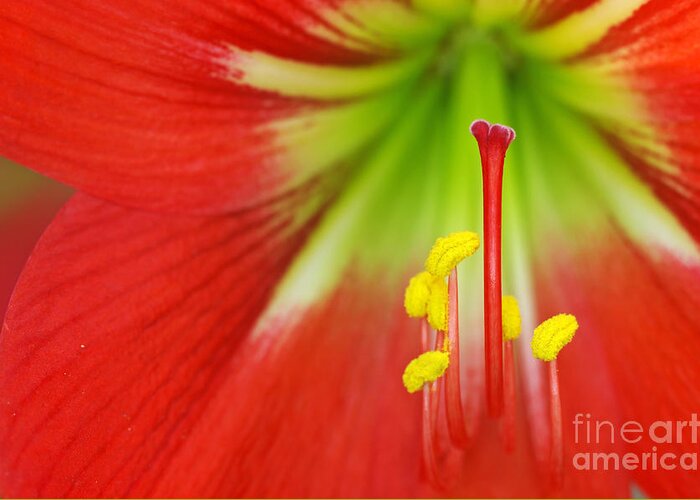 Macro Greeting Card featuring the photograph Close Up The Stigma And Stamen Of Lily by Decha Thapanya