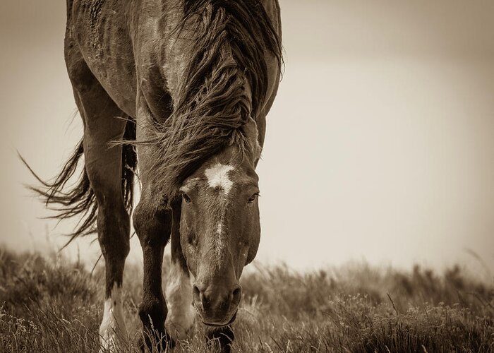 Wild Horses Greeting Card featuring the photograph Closer by Mary Hone