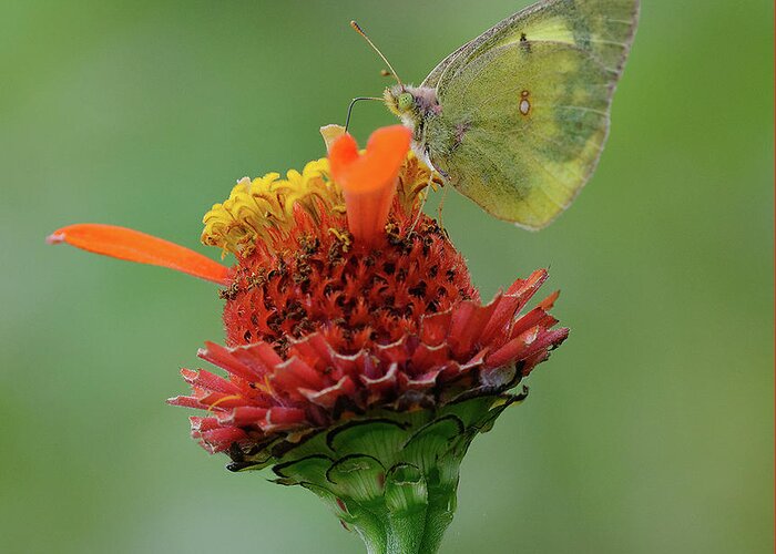 Clouded Sulphur Greeting Card featuring the photograph Clouded Sulphur by Diane Giurco
