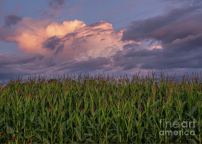 Clouds Greeting Card featuring the photograph Clouds 'n' Corn by Amfmgirl Photography