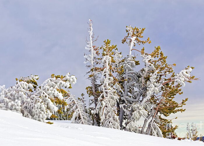 Nature Greeting Card featuring the photograph Cluster Of Windblown Ice Covered 15 Tall Conifer Trees Snow Hillside Tree Line Blue Gray Sky by Robert C Paulson Jr