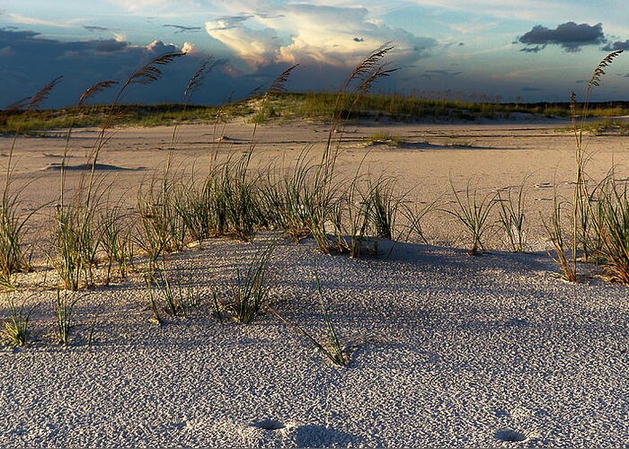 Navarre Florida Greeting Card featuring the photograph Coastal Sea Oats by Kevin Senter