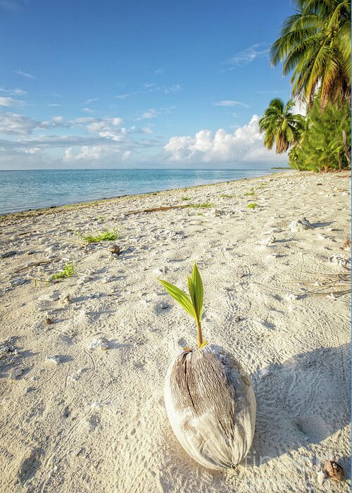 Coconut Greeting Card featuring the photograph Coconut Sprout by Becqi Sherman