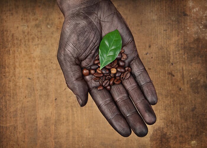 Palm Of Hand Greeting Card featuring the photograph Coffee Beans In Human Hand by Narvikk