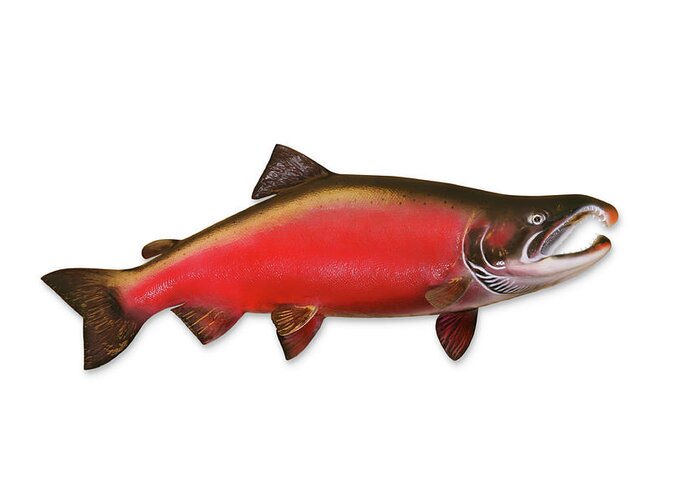 Orange Color Greeting Card featuring the photograph Coho Salmon With Clipping Path by Georgepeters