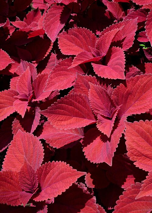 Red Leaf Coleus Close-up Greeting Card featuring the photograph Coleus Close-up by Mike McBrayer
