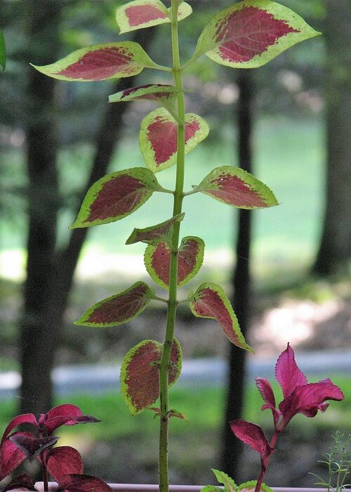  Greeting Card featuring the photograph Coleus by Jennifer Gilman