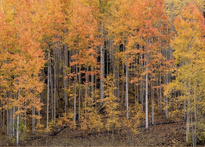 Aspens Greeting Card featuring the photograph Colorado Guardians by Angela Moyer