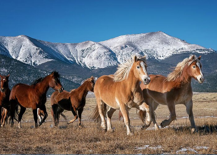 Horse Greeting Card featuring the photograph Colorado Horses 2 by David Soldano