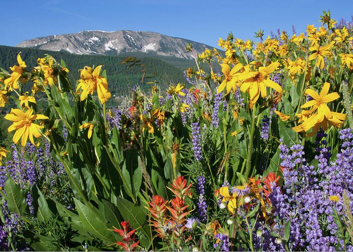 Colorado Greeting Card featuring the photograph Colorado Rainbow of Wildflowers Landscape by Cascade Colors