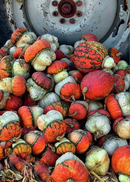 Gourds Greeting Card featuring the photograph Colorful Gourds by Floyd Hopper
