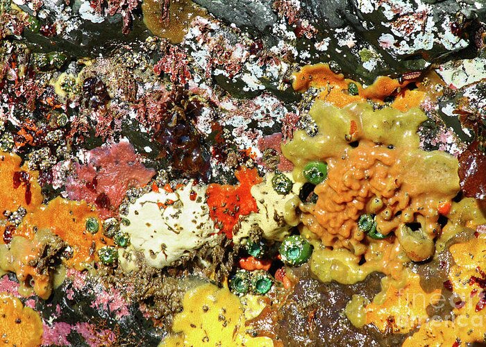 Close Up Greeting Card featuring the photograph Colorful ocean sponges at low tide Oregon USA by Robert C Paulson Jr