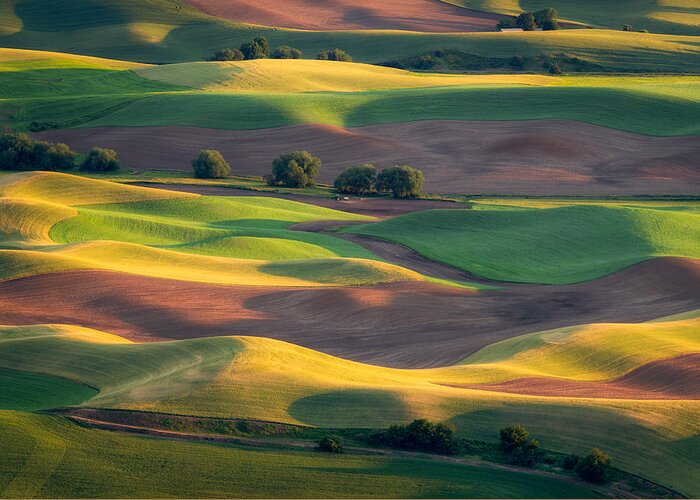 Palouse Greeting Card featuring the photograph Colorful Palouse by Gerald Macua