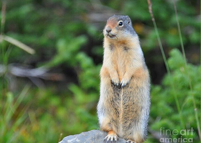 Columbian Ground Squirrel Greeting Card featuring the photograph Columbian Ground Squirrel by Steve Brown