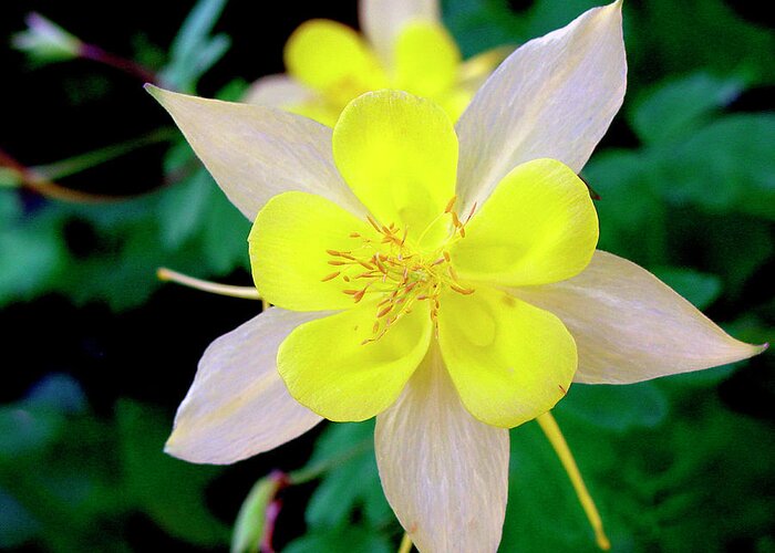 Columbine Greeting Card featuring the photograph Columbine by Audrey