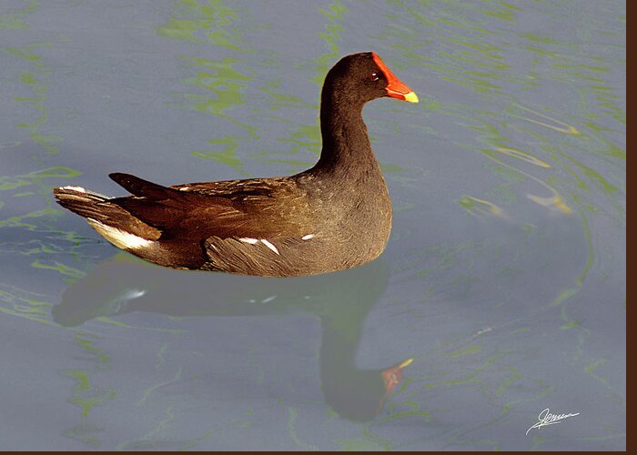 Nature Greeting Card featuring the photograph Common Gallinule by Phil Jensen