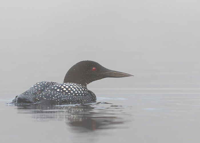 Loon Greeting Card featuring the photograph Common Loon In Early Morning Fog by Jim Cumming