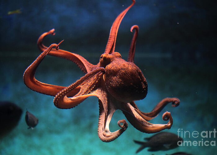 Octopus Greeting Card featuring the photograph Common Octopus Octopus Vulgaris by Vladimir Wrangel