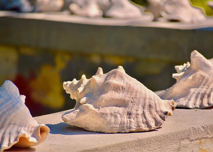 Photograph Greeting Card featuring the photograph Conch Convention by Debra Grace Addison