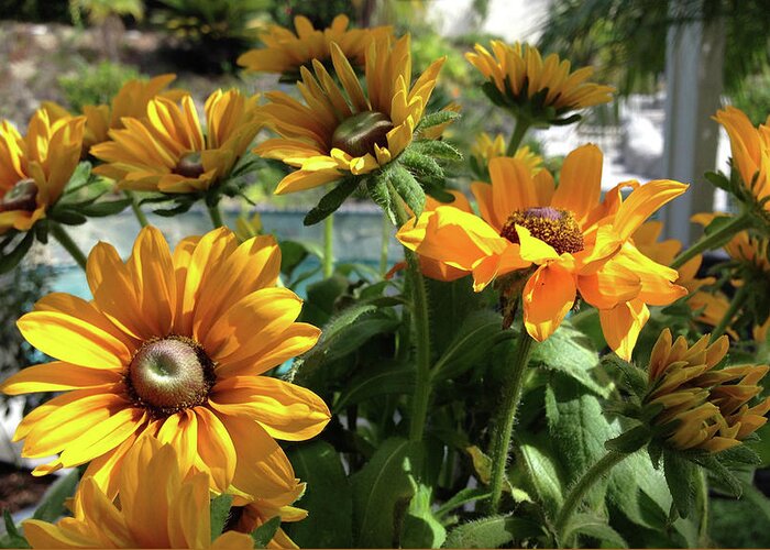 Coneflowers Greeting Card featuring the photograph Coneflowers by Portraits By NC