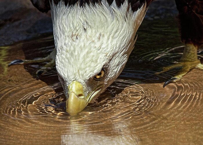 Eagle Greeting Card featuring the photograph Cool Drink On A Hot Day by Mark Cox