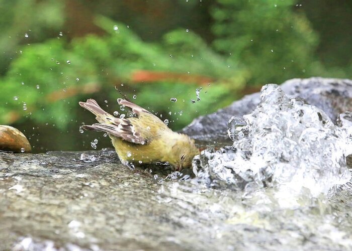 Lesser Goldfinch Greeting Card featuring the photograph Cool Water by Donna Kennedy