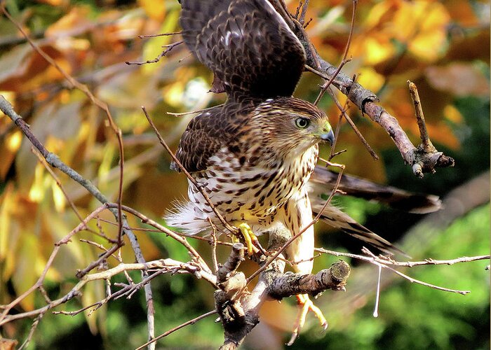 Cooper's Hawk Greeting Card featuring the photograph Cooper's Hawk on the Hunt by Linda Stern
