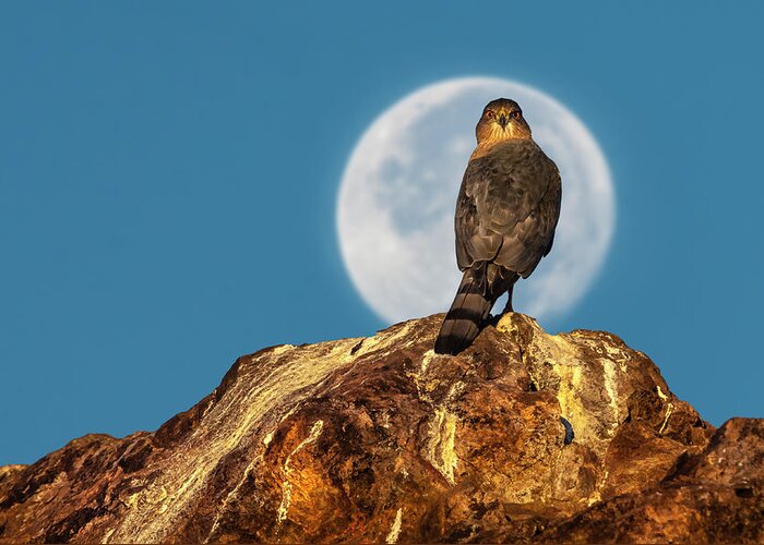 Accipiter Greeting Card featuring the photograph Coopers Hawk with Moon by Rick Mosher