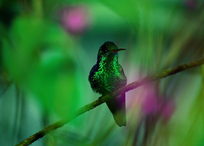 Animal Themes Greeting Card featuring the photograph Copper-rumped Hummingbird Amazilia by Art Wolfe