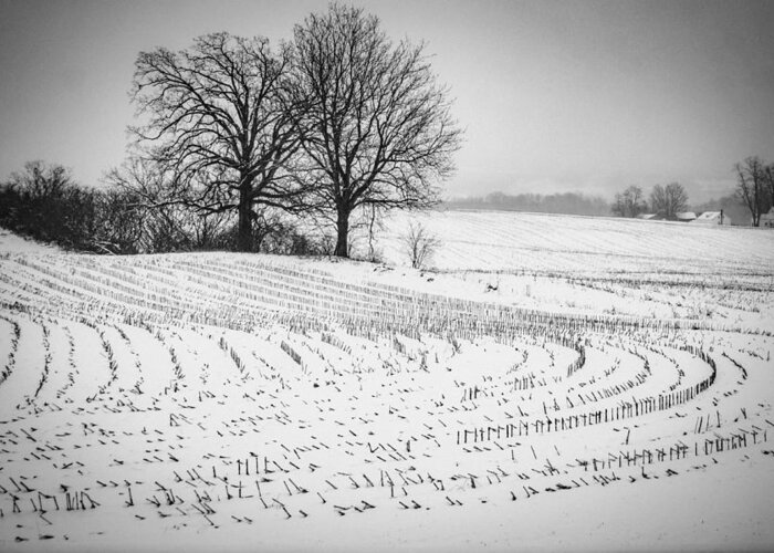  Greeting Card featuring the photograph Corn Snow by Kendall McKernon