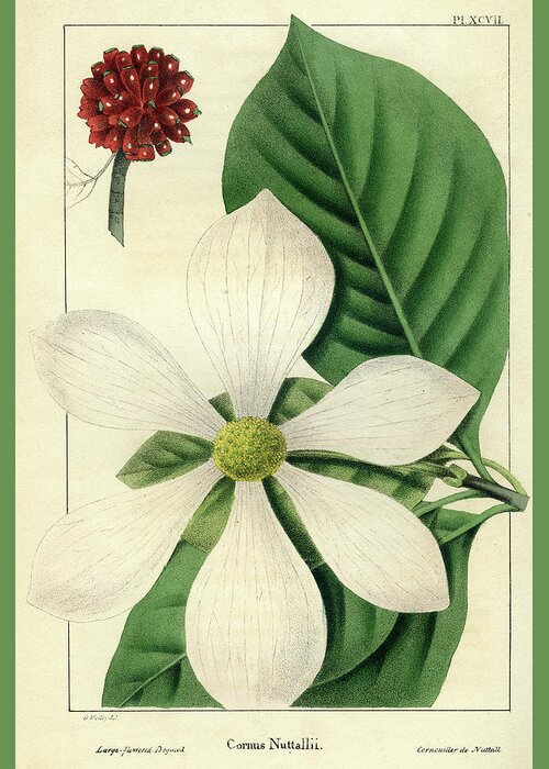 Pacific Dogwood Greeting Card featuring the drawing Cornus Nuttallii by Unknown