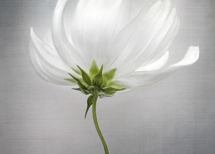Cosmos Greeting Card featuring the photograph Cosmos *** by Mandy Disher