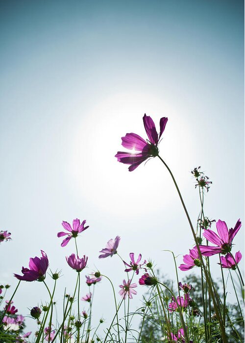 Clear Sky Greeting Card featuring the photograph Cosmos Flower by Sg Photography