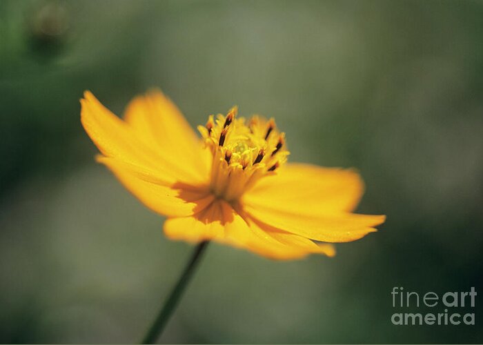 United Kingdom Greeting Card featuring the photograph Cosmos Sulphureus Flower by Jane Sugarman/science Photo Library