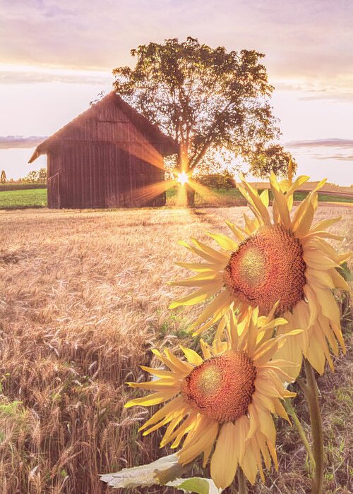Barns Greeting Card featuring the photograph Country Longing by Debra and Dave Vanderlaan