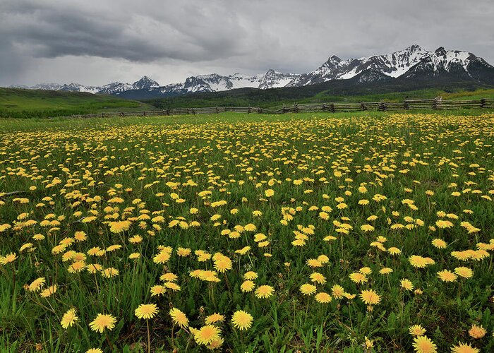 Ouray Greeting Card featuring the photograph County Road 58p Dandelions by Ray Mathis
