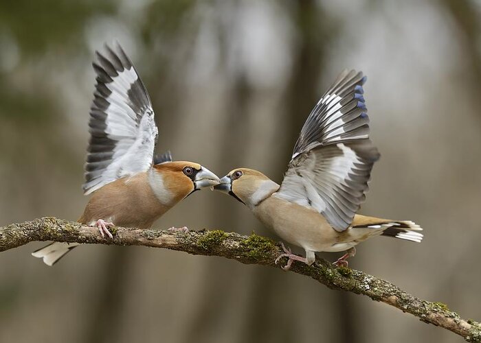 Hawfinch Greeting Card featuring the photograph Couple Ritual by Marco Pozzi