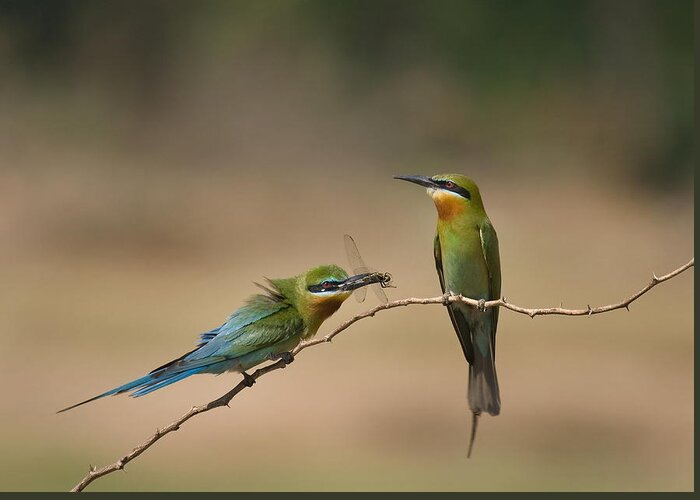 Bee-eater Greeting Card featuring the photograph Courting by Datta Prasad