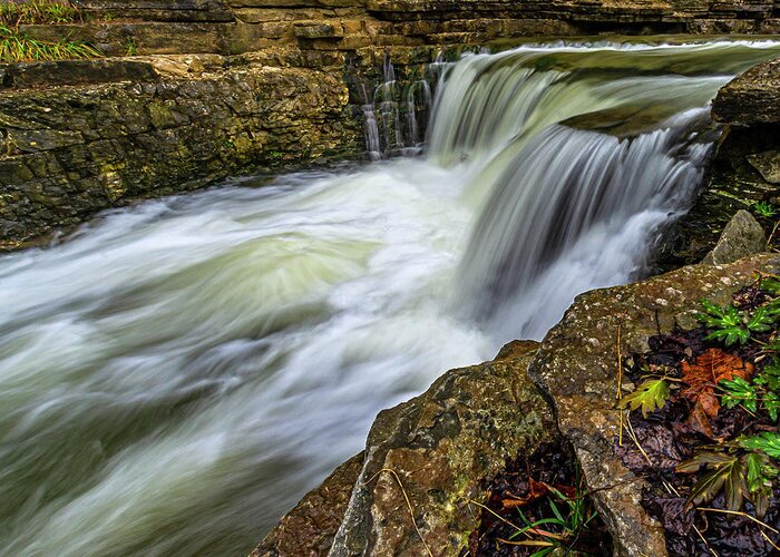 Creek Greeting Card featuring the photograph Cove Spring by Ulrich Burkhalter