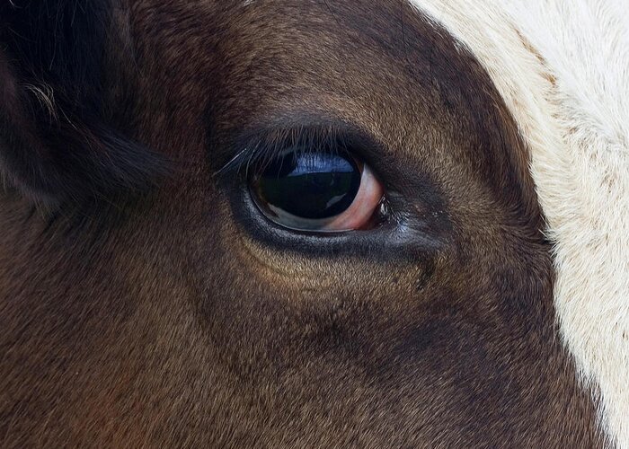 Domestic Animals Greeting Card featuring the photograph Cow Eye by Agafon