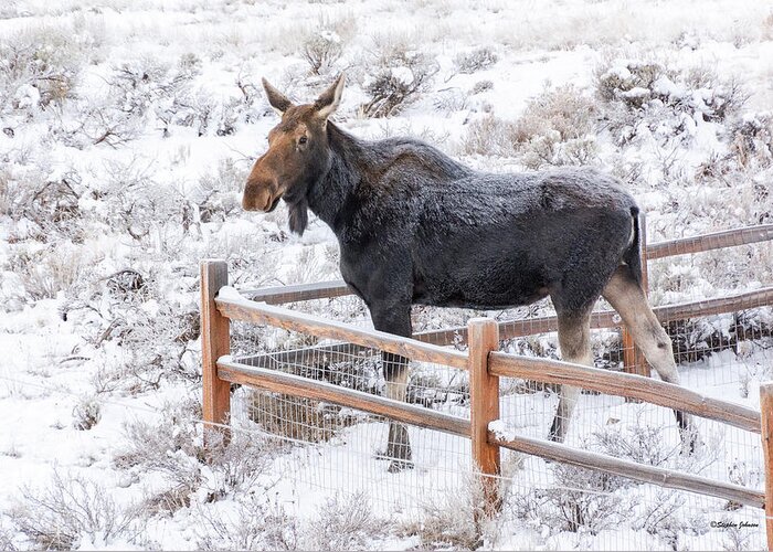 Moose Greeting Card featuring the photograph Cow Moose at Fence by Stephen Johnson