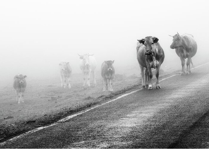 Dawn Greeting Card featuring the photograph Cows In Fog by Ramón Espelt Photography