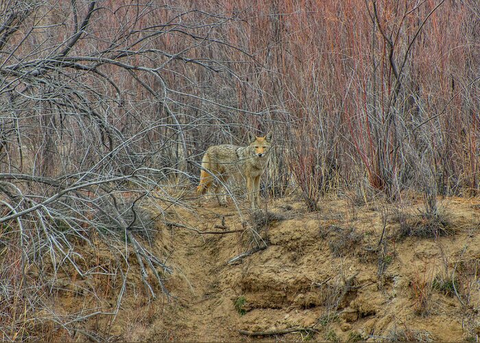 Coyote Greeting Card featuring the photograph Coyote in the Brush by Britt Runyon