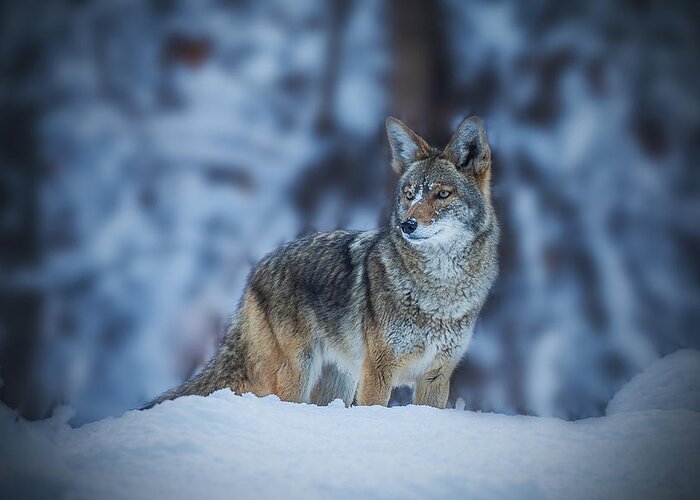 Coyote Greeting Card featuring the photograph Coyote In Winter by Jenny Qiu
